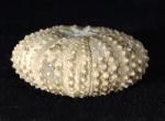 Tetragamma malbosi (AGASSIZ & DESOR 1846) - Bild © FossNet FossilienStore